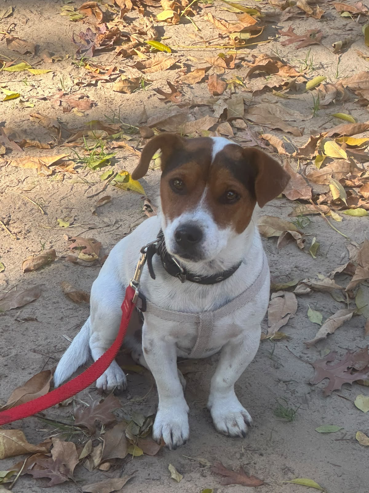 Educación del Cachorro